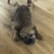 Nelson, Border Terrier
