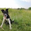 Falco, Border Collie
