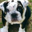 Gibbs, Bulldog