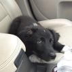 Loki