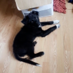 Loki