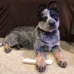 Maggie, Perro australiano del ganado