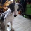 Murphy, Border Collie