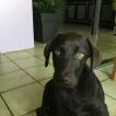 Praline, Labrador Retriever