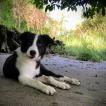 Tim, Border Collie