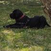 Guess, Cane Corso