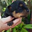 O'Neill, Rottweiler