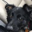 Loki