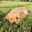 Sawyer, Golden Retriever