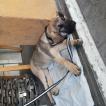 Pasha, Kangal