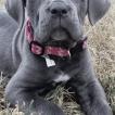 Nala, Mastín Napolitano