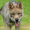 Œil d'Aslän de la louve blanche, Perro lobo checoslovaco