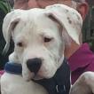 Tobi, Boxer