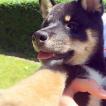 Yume, Shiba