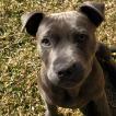 Pepper, Staffordshire Bull Terrier