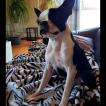 Nemo, Boston Terrier