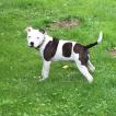 Osya, Staffordshire Bull Terrier