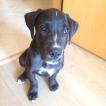 Kevin, Cane Corso
