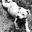 Oliver dit Zeus, Staffordshire Bull Terrier