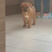 Oslow, Staffordshire Bull Terrier