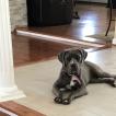 Bella, Cane Corso