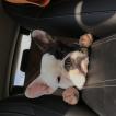 Marley, Bulldog Francés