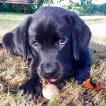 Octave, Labrador Retriever