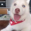 OGIMA, Husky Siberiano