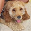 Oskar, Cocker Spaniel Inglés