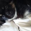 Louna, Spaniel Tibetano