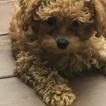 Pralyne, Caniche