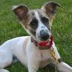 Sini, Whippet