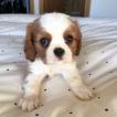 Archie, Cavalier King Charles