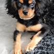 Flick, Cavalier King Charles Spaniel
