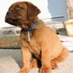 Duke, Dogo De Burdeos