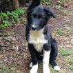 Jupiter, Border Collie