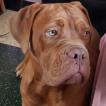 Nicorette, Dogo De Burdeos