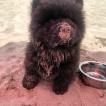 Osgor, Chow Chow