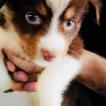 Olly, Pastor Australiano