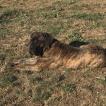 Oz, Cane Corso