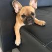 Olaf, Bulldog Francés