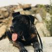 Darko, Cane Corso