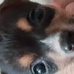 Kiki, Parson Jack Russell Terrier (De Pelaje Corto - Suave)