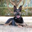Nikki, Pastor Belga Malinois
