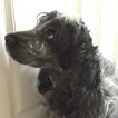Johana, Cocker Spaniel Inglés