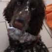 Oslo, Cocker Spaniel Inglés