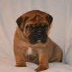Falkor, Bullmastiff