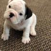 Max, Bulldog