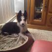 Orphee, Border Collie