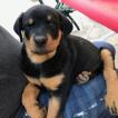 OMIA, Rottweiler